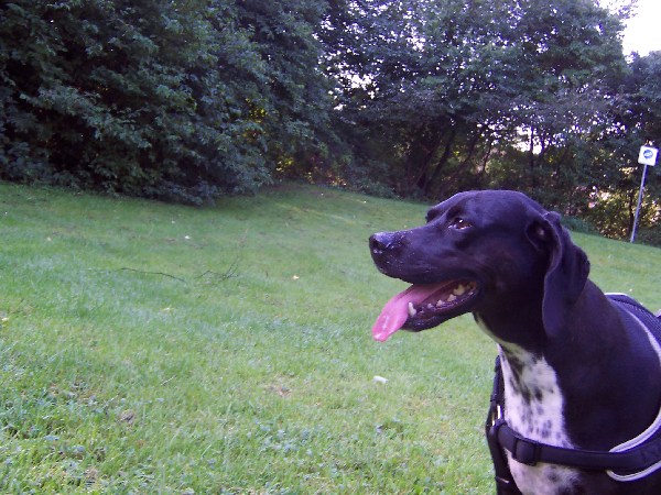 Peppels (Labrador, Pointer) Labrador Pointer 